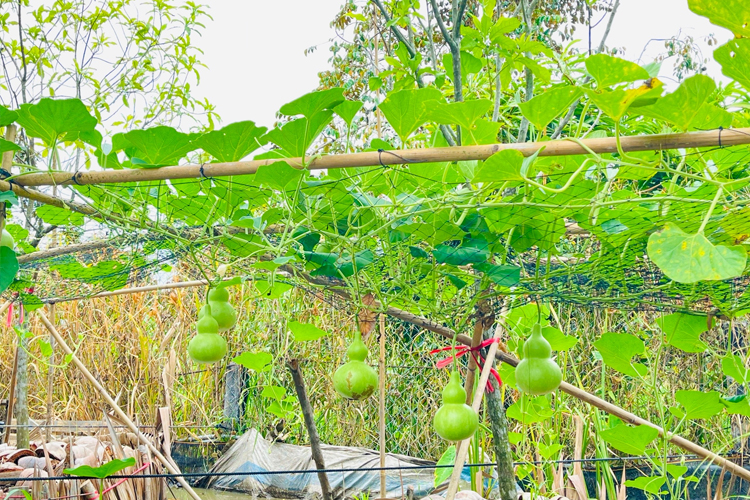 Chữa lành có tác dụng gì