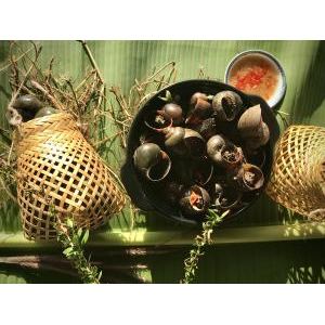 Ốc gác bếp