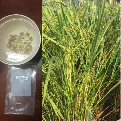 Giống Lúa Mùa Châu Hồng Vỏ